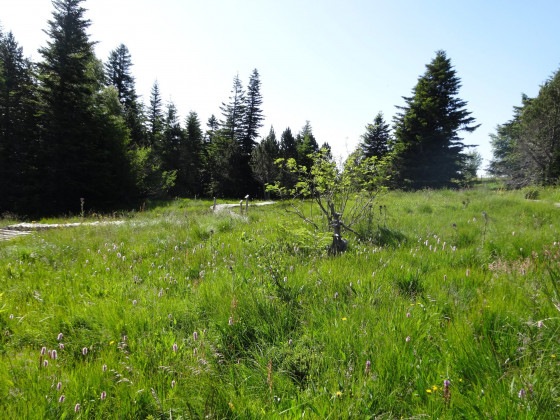 Tourbière des Mayes