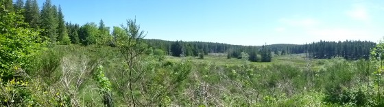 Tourbière des Pansières