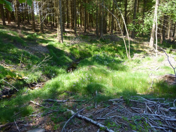 Tourbière des Pansières