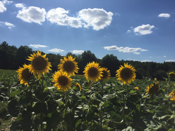Tournesols le long du chemin