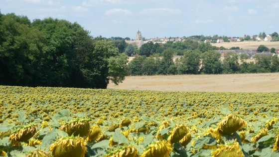 Tournesols vers Salins