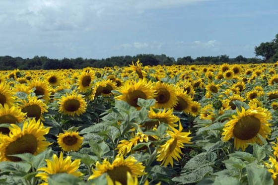 Tournesols