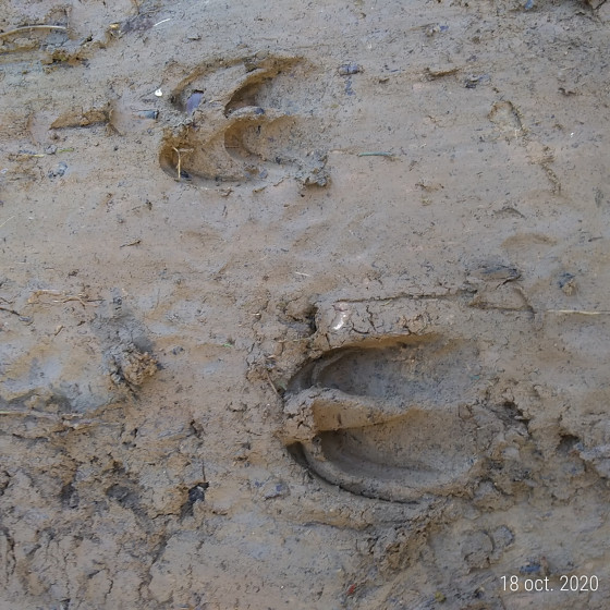 Traces de grands animaux