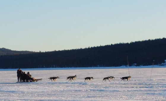 Traineau à chiens