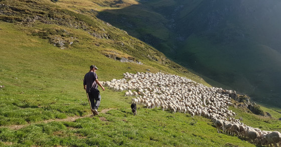 Transhumance