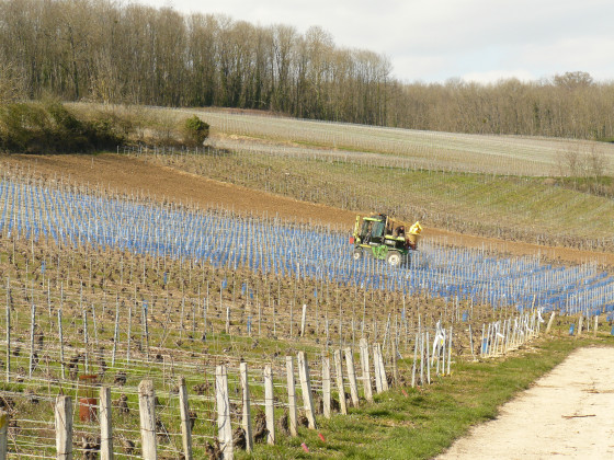 Travail dans les vignes