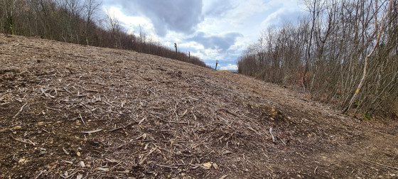 Travaux de déforestation