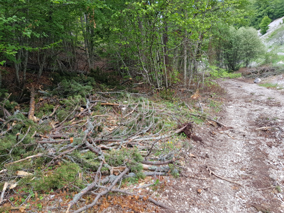 Travaux forestiers
