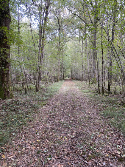 Traversée des sous-bois