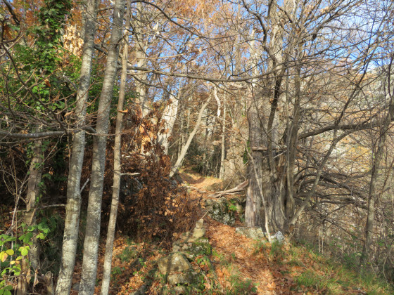 traversée  d\'un bois