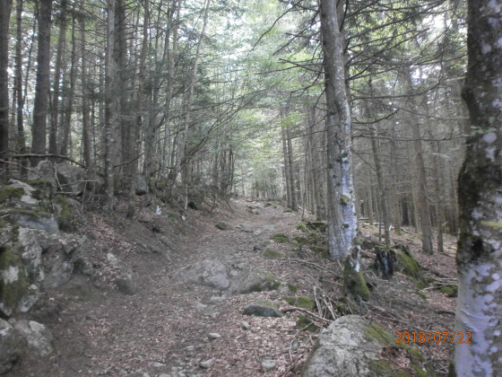 Travers&eacute;e de for&ecirc;t