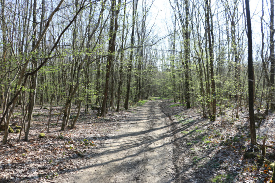 Traversée de la Forêt de Lenoncourt