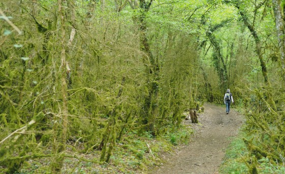 Traversée des sous bois