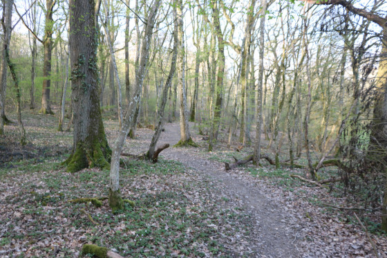 Traversée du Bois de Pulnoy