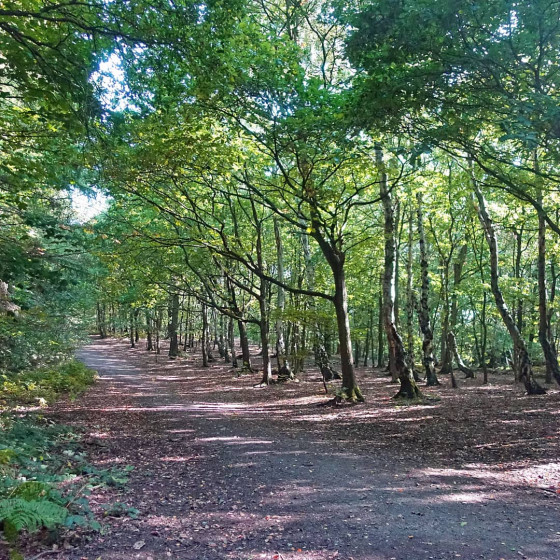 Arbres, barrage de Newmiller