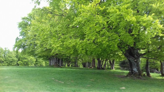 Tremontkopf Tremontkopf