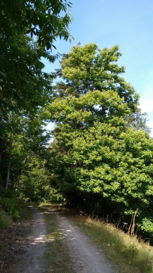 Très beau châtaignier