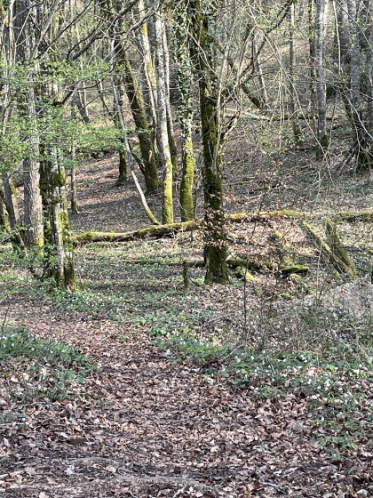 Sous-bois