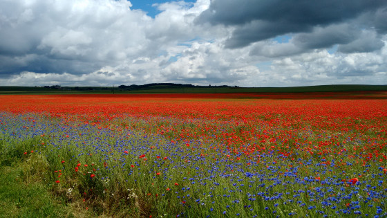 Très belle jachère de coquelicots