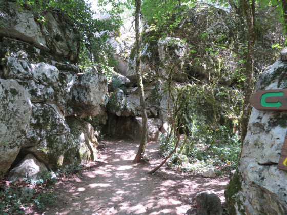 Très jolie diversité dans le bois entre roches et arbres Très jolie diversité dans le bois entre roches et arbres