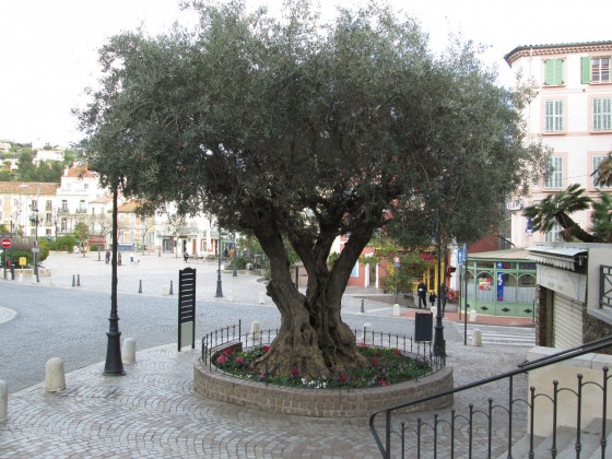 Très vieil olivier devant l'église et la mairie
