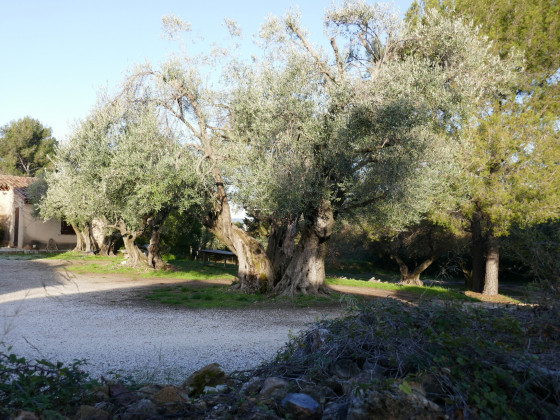 Très vieux oliviers dans les jardins derrière la chapelle