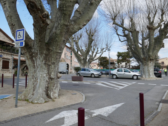 Très vieux platanes