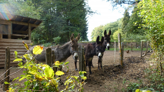 trois ânes sympatiques
