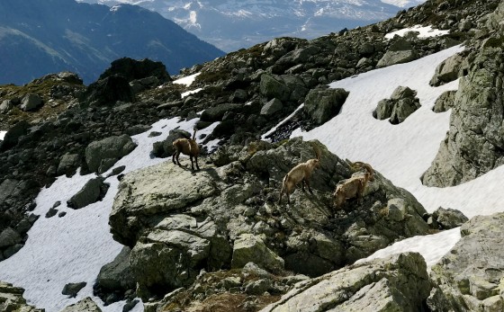 Trois bouquetins au-dessus du Ruisseau de la Grande Montagne