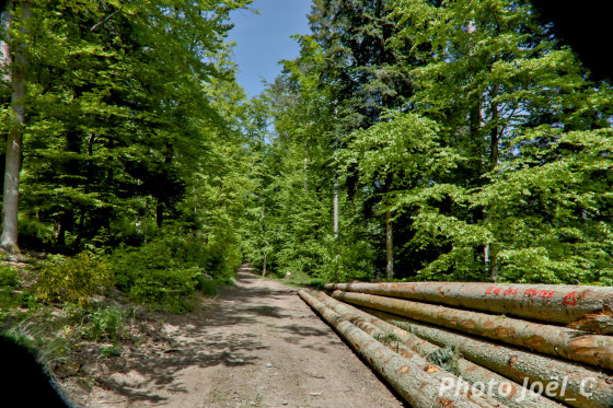 troncs le long du chemin forestier