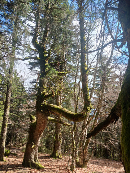 Bel arbre