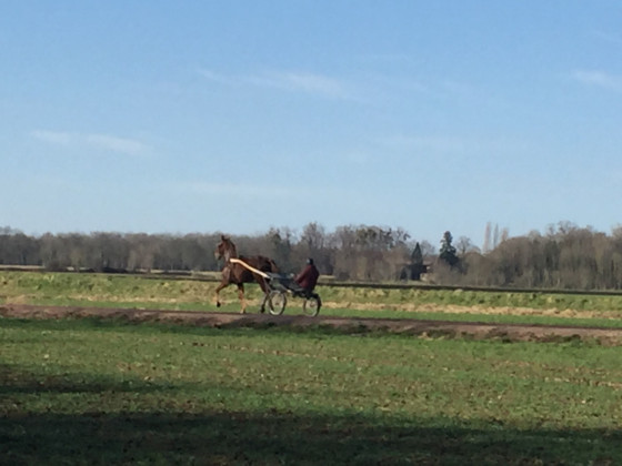 Trotteur à l\'entraînement