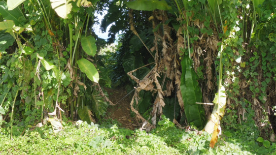 Trouée dans la haie entre les deux propriétés