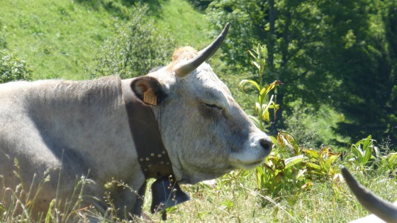 Troupeau au Sire