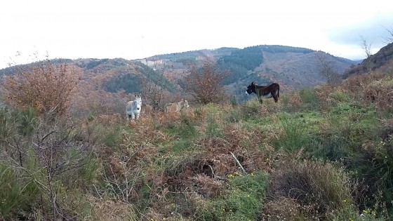 Troupeau d'&acirc;nes