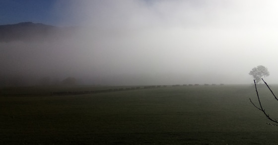 Troupeau dans le brouillard