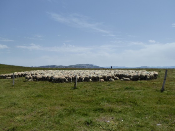 Troupeau de brebis
