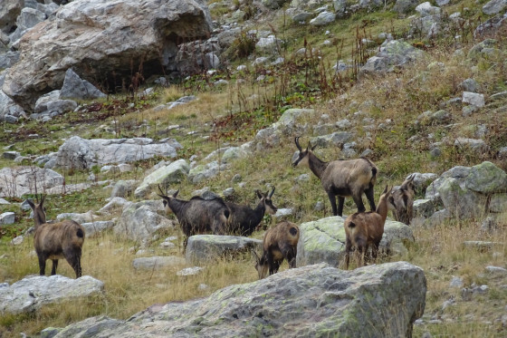 Troupeau de chamois