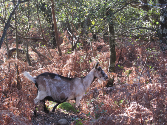 Troupeau de chèvres au détour du sentier