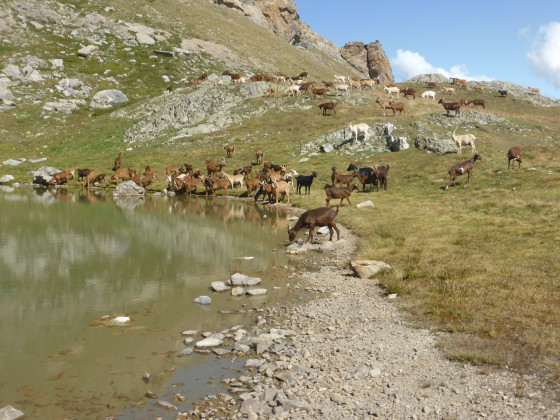 Troupeau de ch&egrave;vres au lac.