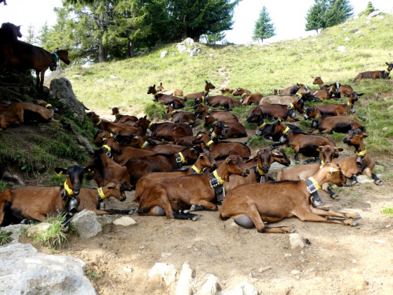 Troupeau de chèvres