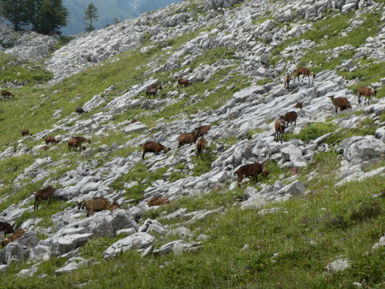 Troupeau de chèvres