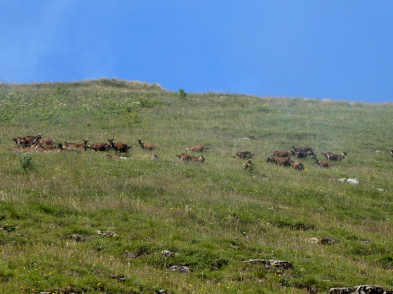 Troupeau de ch&egrave;vres