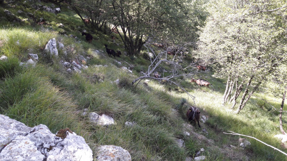 Troupeau de chèvres