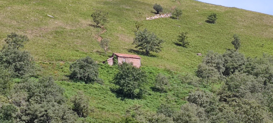 Troupeau de mouton et une bergerie