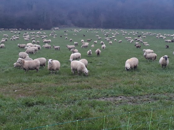 Troupeau de moutons