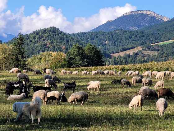 Troupeau de moutons au pied du mont Martel