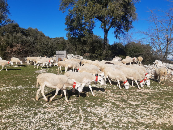 Troupeau de moutons