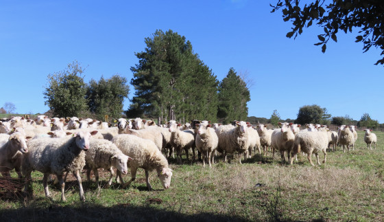 Troupeau de moutons