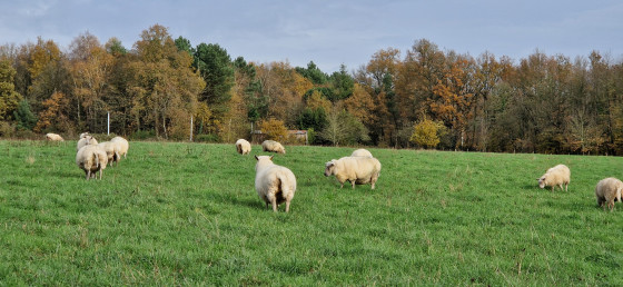 Brebis au pâturage